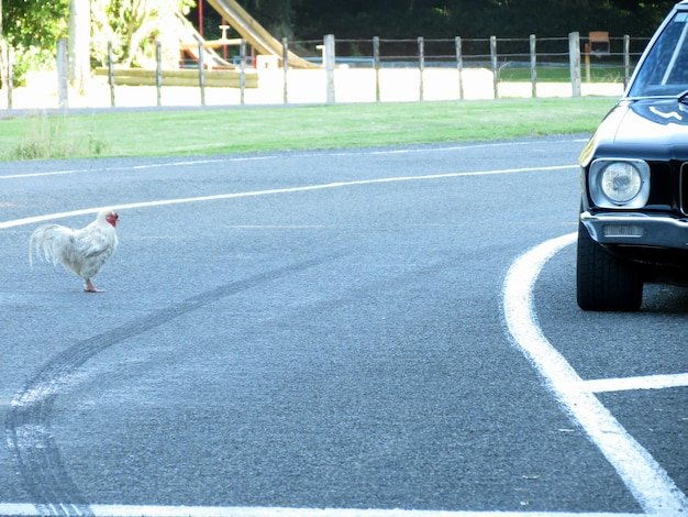 Discover jugar chicken road
